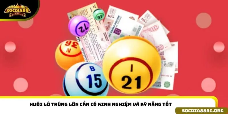 Nuôi lô trúng lớn cần có kinh nghiệm và kỹ năng tốt